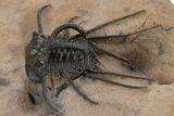 Fantastic, Spiny Dicranurus Trilobite - Lghaft, Morocco #339624-3